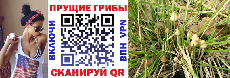 Псилоцибиновые грибы мухоморы  Темников 